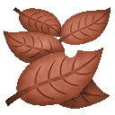 피라콘 잎
